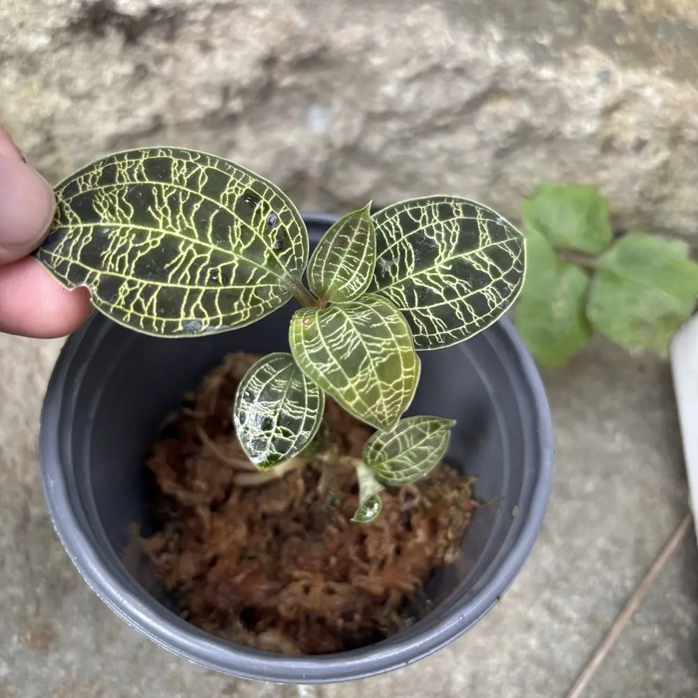 はじめてのジュエルオーキッド【2025/11 宝石蘭育ててみます】 | 森